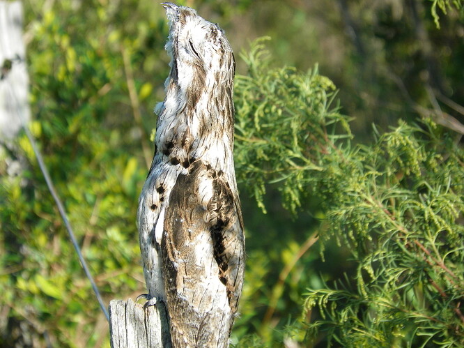 Urutau_(Nyctibius_griseus)_02
